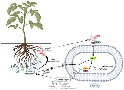 Deciphering key factors in pathogen-suppressive microbiome assembly in the rhizosphere
